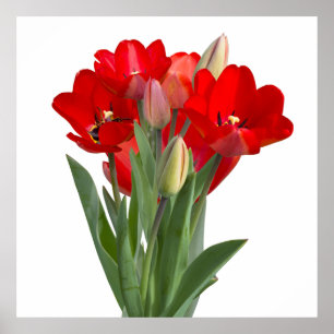 Tulips Poster