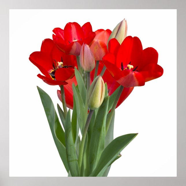 Tulips Poster (Vorne)