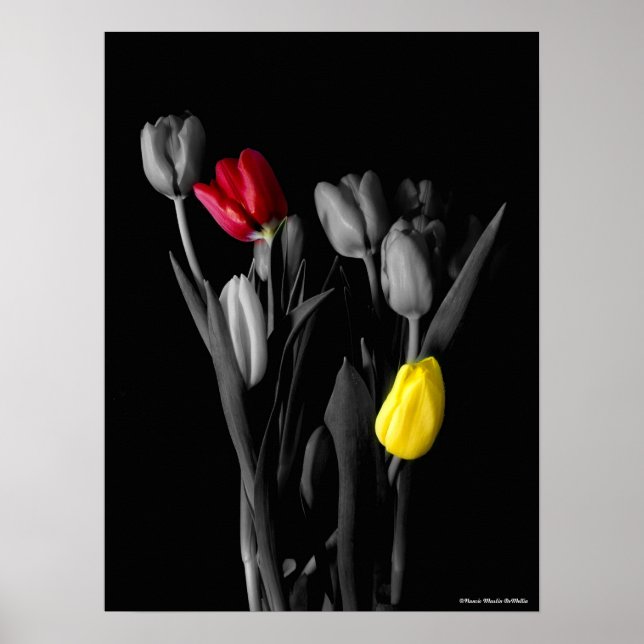 Tulips Poster (Vorne)