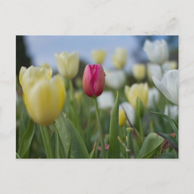 Tulips Postkarte (Vorderseite)