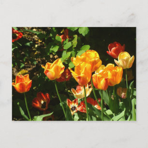 Tulips   Postkarte