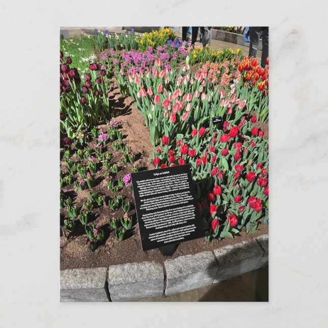 Tulips Postkarte (Vorderseite)