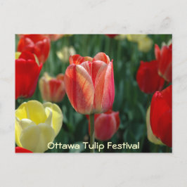 Tulips Postkarte