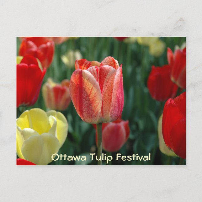 Tulips Postkarte (Vorderseite)