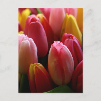 Tulips Postkarte