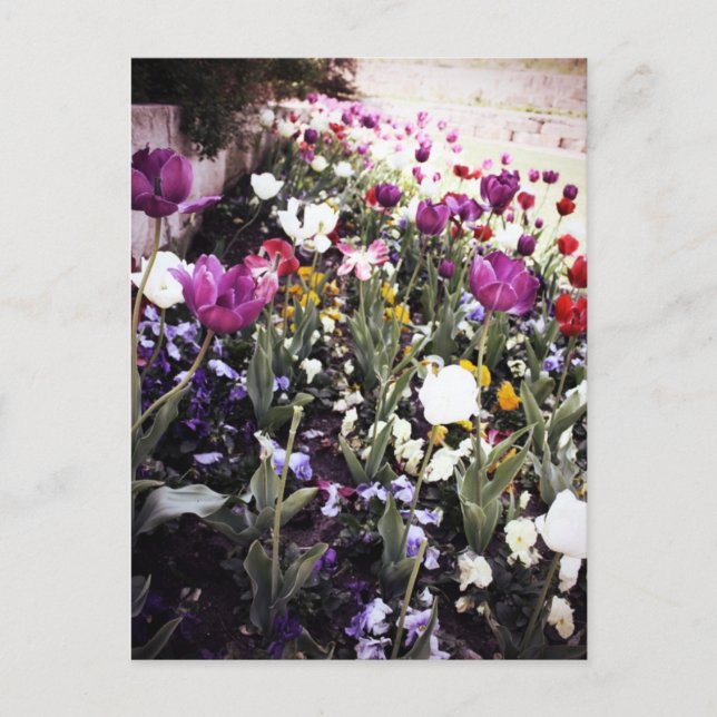 Tulips Postkarte (Vorderseite)