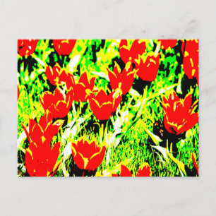 Tulips Postkarte
