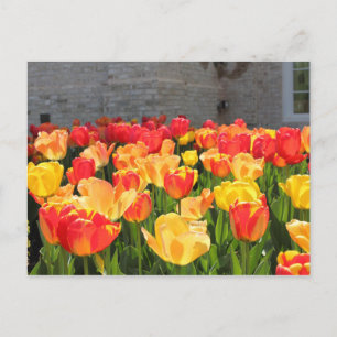 Tulips Postkarten