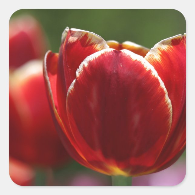 Tulips Quadratischer Aufkleber (Vorderseite)