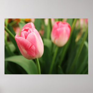 Tulips roses - Poster