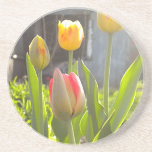 Tulips Sandstein Untersetzer