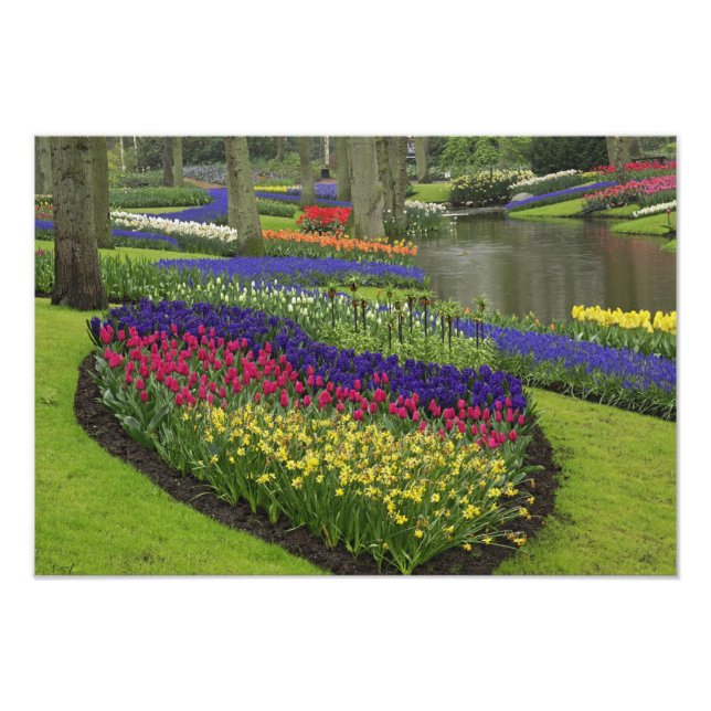 Tulips, Traubenblutinth und Narzissen, Fotodruck (Vorne)