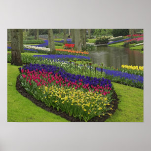 Tulips, Traubenblutinth und Narzissen, Poster