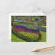 Tulips, Traubenblutinth und Narzissen, Postkarte (Vorderseite/Rückseite Beispiel)