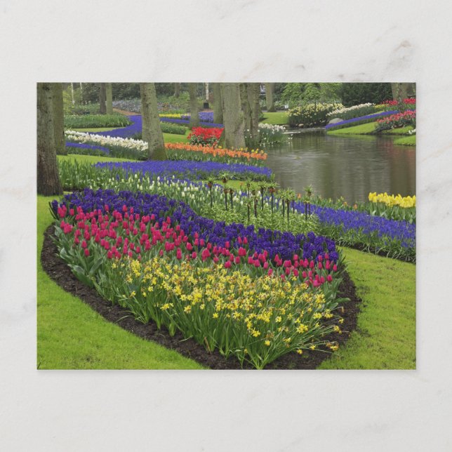 Tulips, Traubenblutinth und Narzissen, Postkarte (Vorderseite)