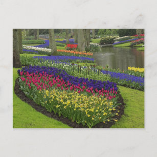 Tulips, Traubenblutinth und Narzissen, Postkarte