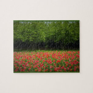 Tulips & Trees