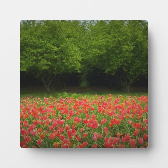 Tulips & Trees Fotoplatte (Vorderseite)
