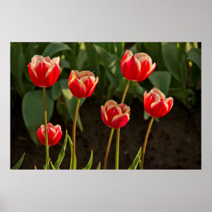 Tulips, Tulip Festival, Woodburn, Oregon, USA 1 Poster