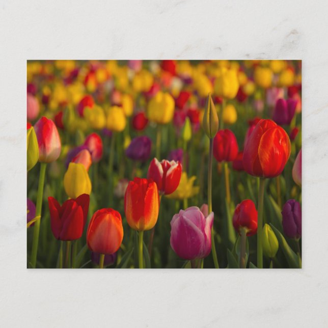 Tulips, Tulip Festival, Woodburn, Oregon, USA 2 Postkarte (Vorderseite)