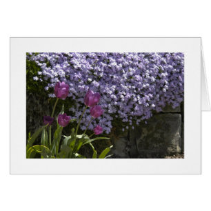 Tulips und Phlox