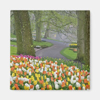 Tulips und Road, Keukenhof Gardens, Lisse,