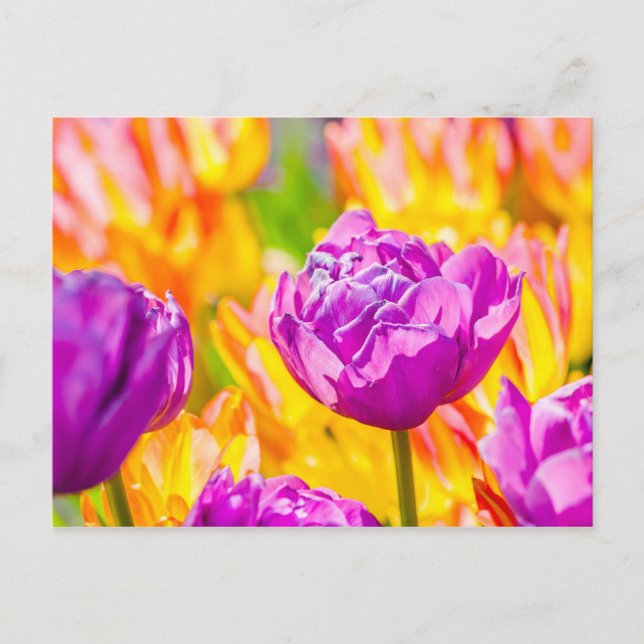 Tulips verzaubern 12 postkarte (Vorderseite)
