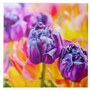 Tulips verzaubern 14 fliese