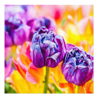 Tulips verzaubern 14