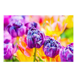 Tulips verzaubern 14 fotodruck