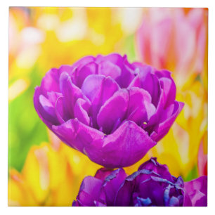 Tulips verzaubern 15 fliese