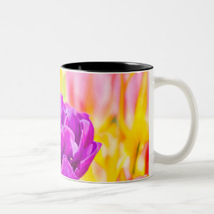 Tulips verzaubern 15 zweifarbige tasse