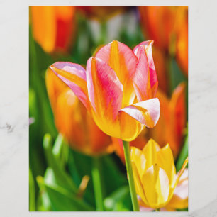Tulips verzaubern 17