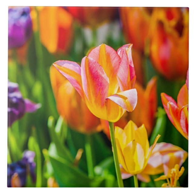 Tulips verzaubern 17 fliese (Vorderseite)