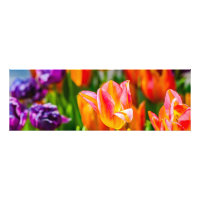 Tulips verzaubern 17