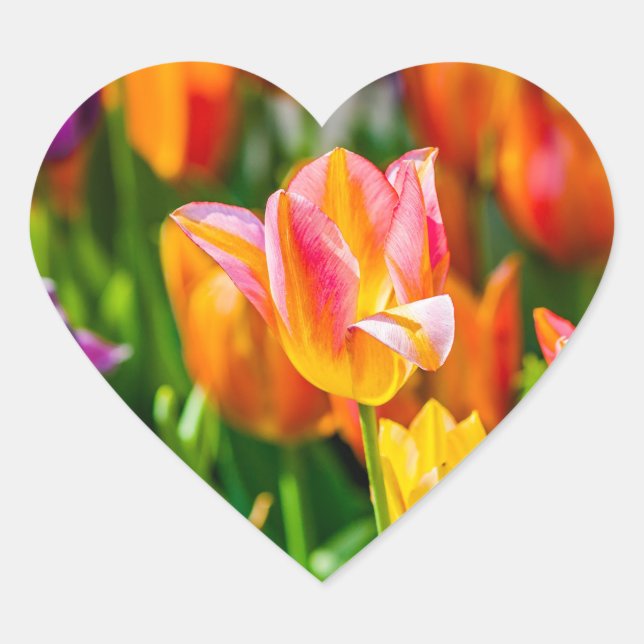 Tulips verzaubern 17 Herz-Aufkleber (Vorderseite)