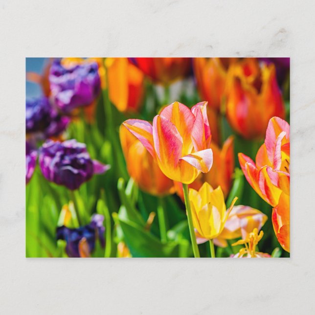 Tulips verzaubern 17 postkarte (Vorderseite)
