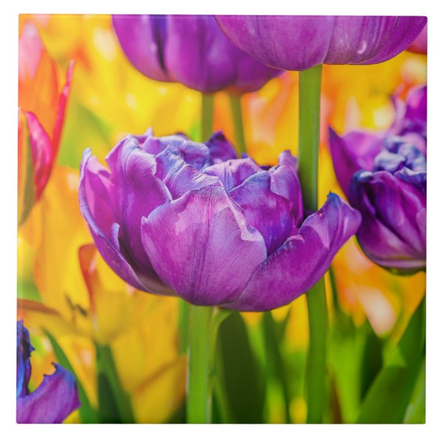 Tulips verzaubern Deep Pink Fliese (Vorderseite)