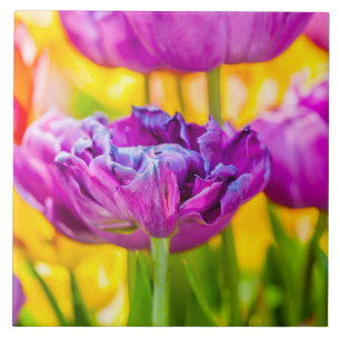 Tulips verzaubern Dunkelrosa Fliese