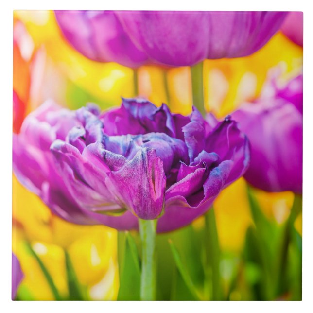 Tulips verzaubern Dunkelrosa Fliese (Vorderseite)