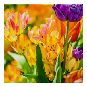 Tulips Verzauberung 01 Poster