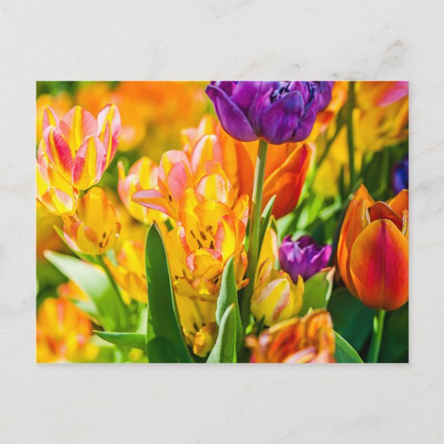 Tulips Verzauberung 01 Postkarte (Vorderseite)
