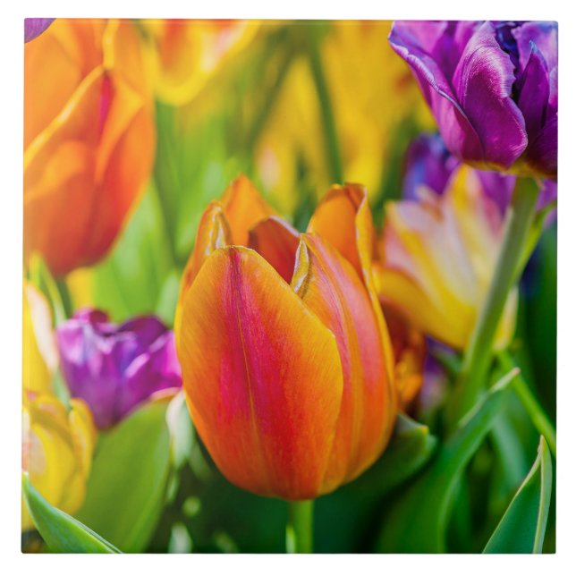 Tulips-Verzauberung Fliese (Vorderseite)