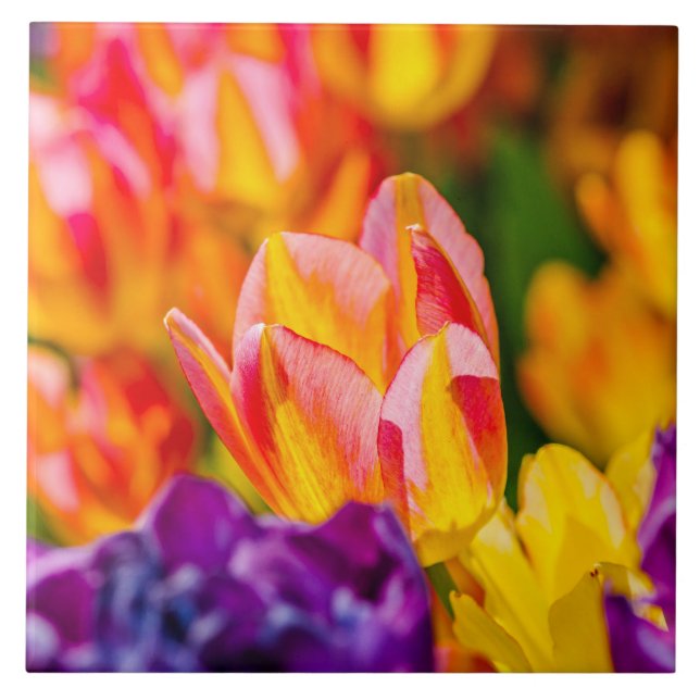 Tulips-Verzauberung Fliese (Vorderseite)