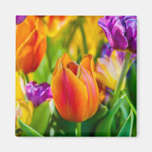 Tulips-Verzauberung Magnet