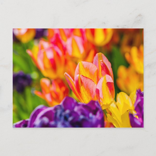 Tulips-Verzauberung Postkarte (Vorderseite)