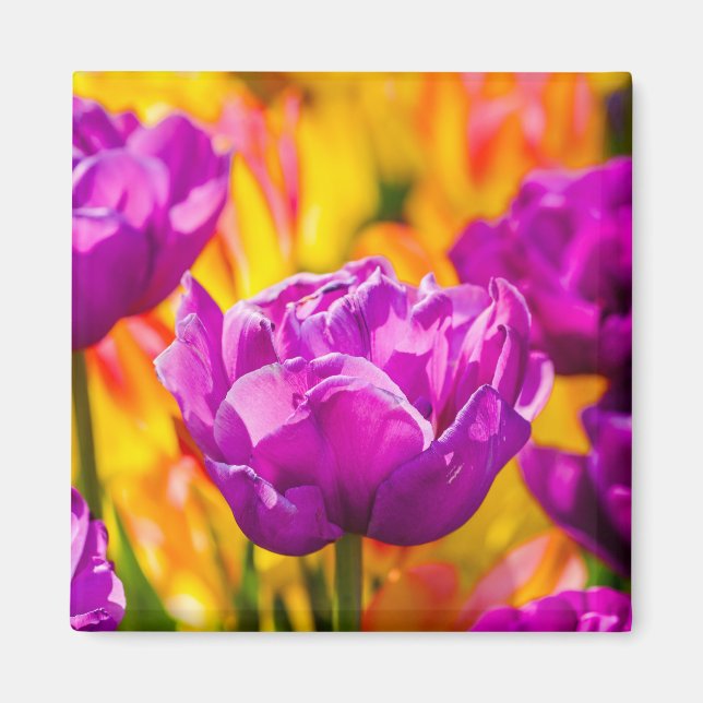 Tulips Verzauberung Violet Magnet (Vorne)