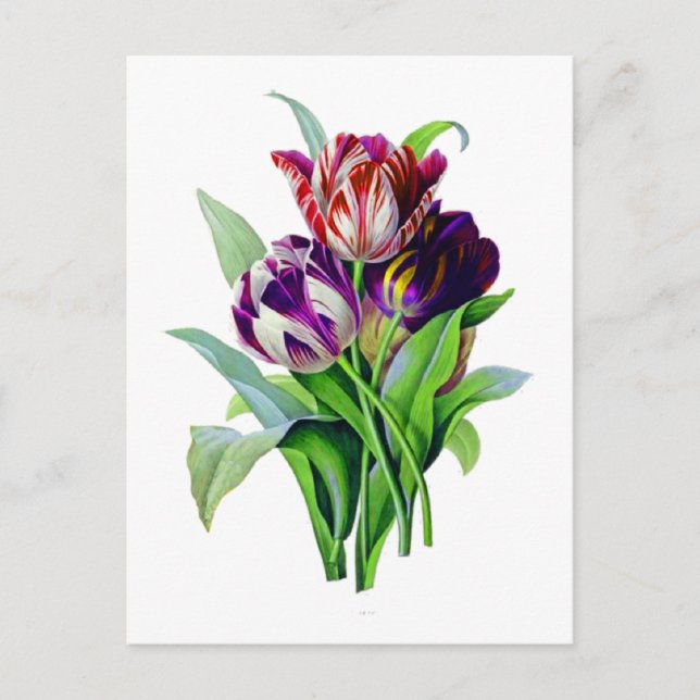 Tulips von Pierre Joseph Redoute Postkarte (Vorderseite)