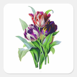 Tulips von Pierre Joseph Redoute Quadratischer Aufkleber