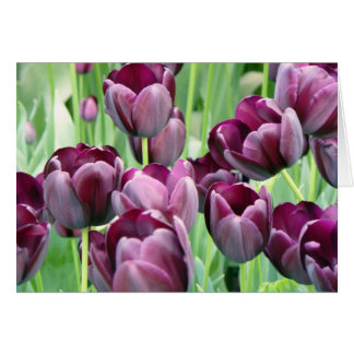 Tullips violets